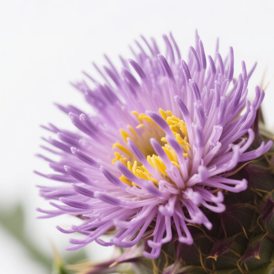 Milk Thistle Extract
