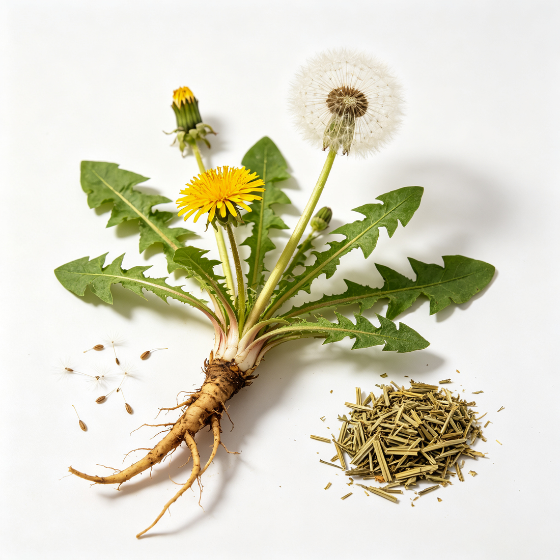 Dandelion Root Extract
